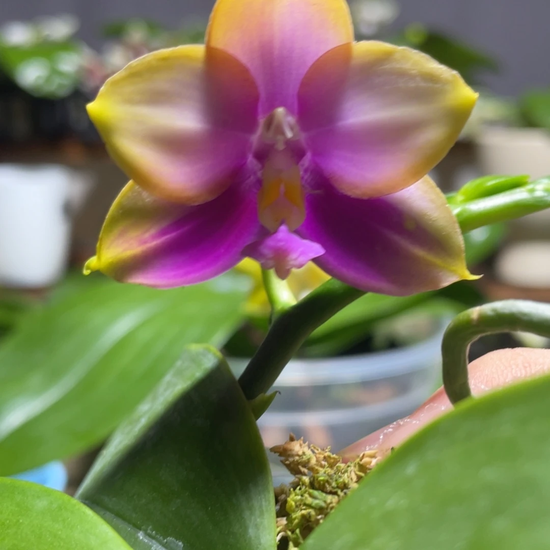 完全开放126叶瑕花期不保