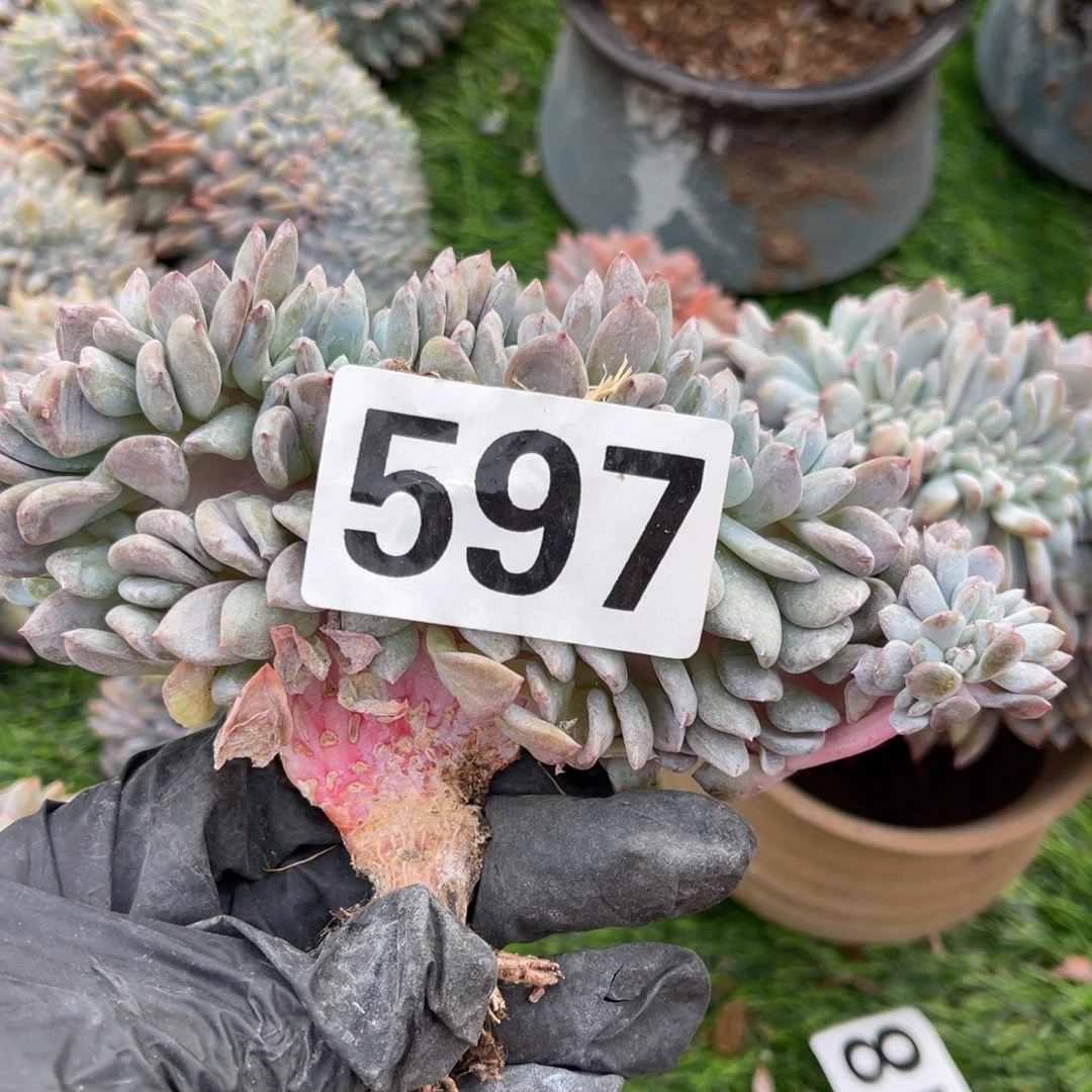 597号180。   05668888