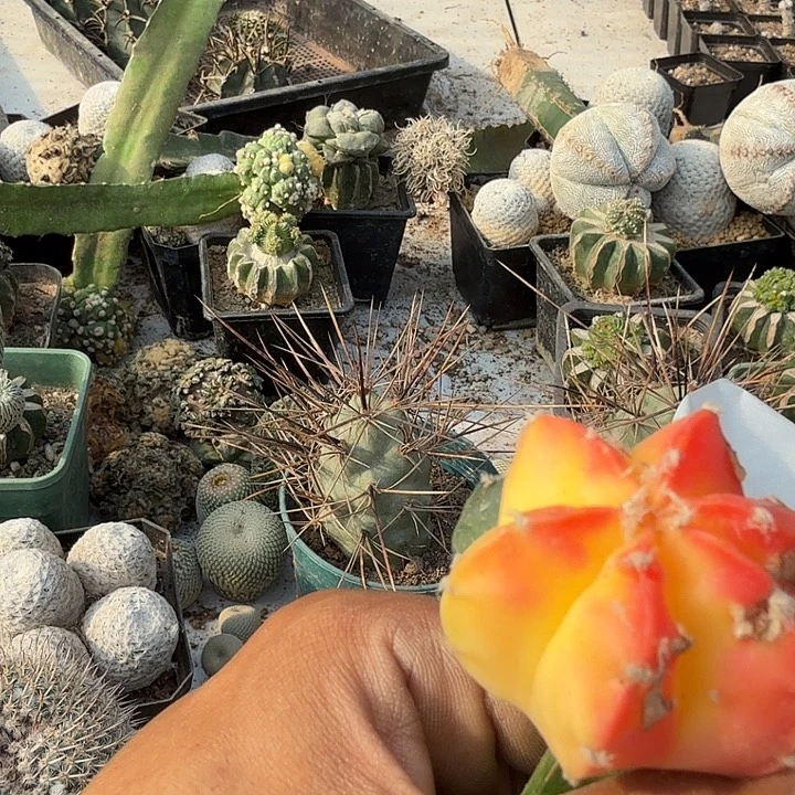 龟甲鸾凤玉群斤0311