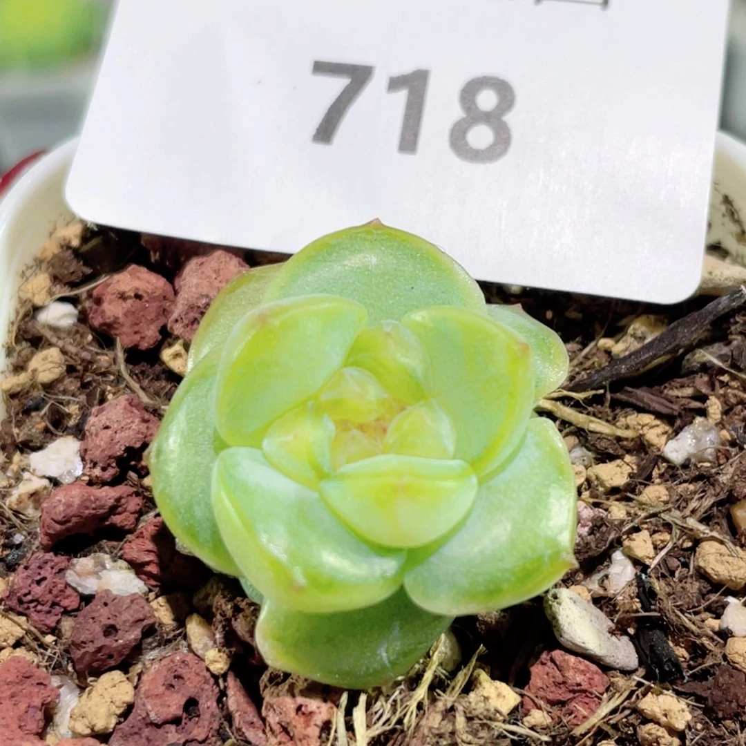 718号糖心冰心珍妮 编号135