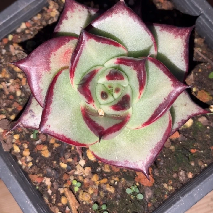 宽叶超好看111111111