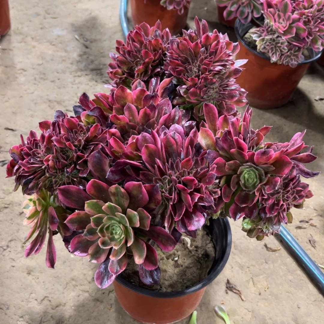 彭****草129雅典娜缀化多肉植物法师