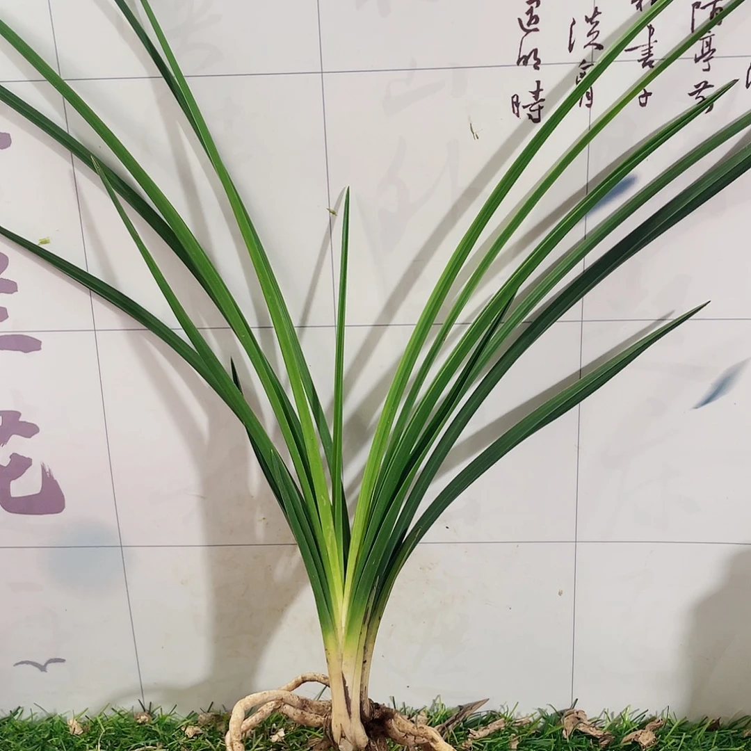 会***匠完全开放兰花兰花