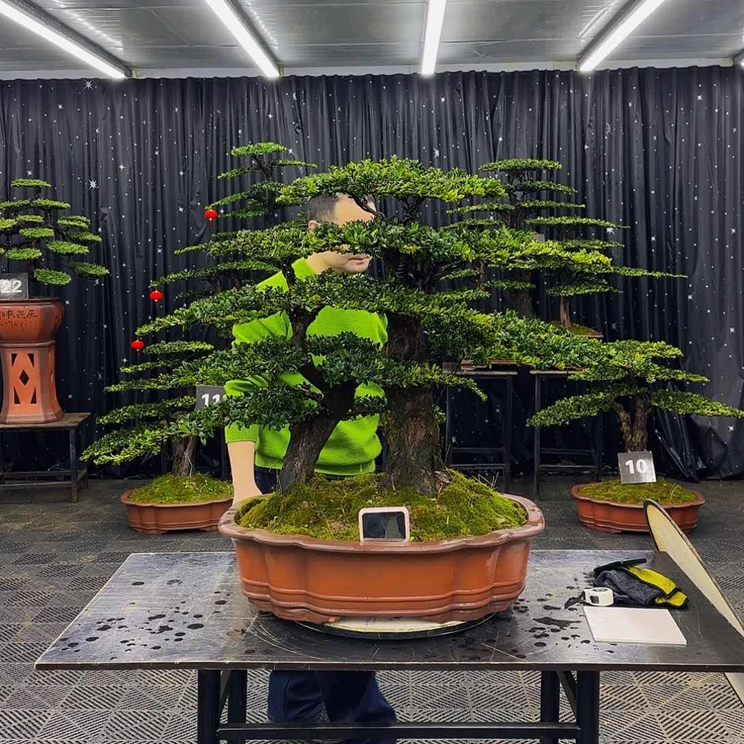 红芽罗汉松高端造型盆景