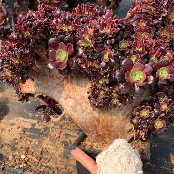 欧朵朵脱土发货啊