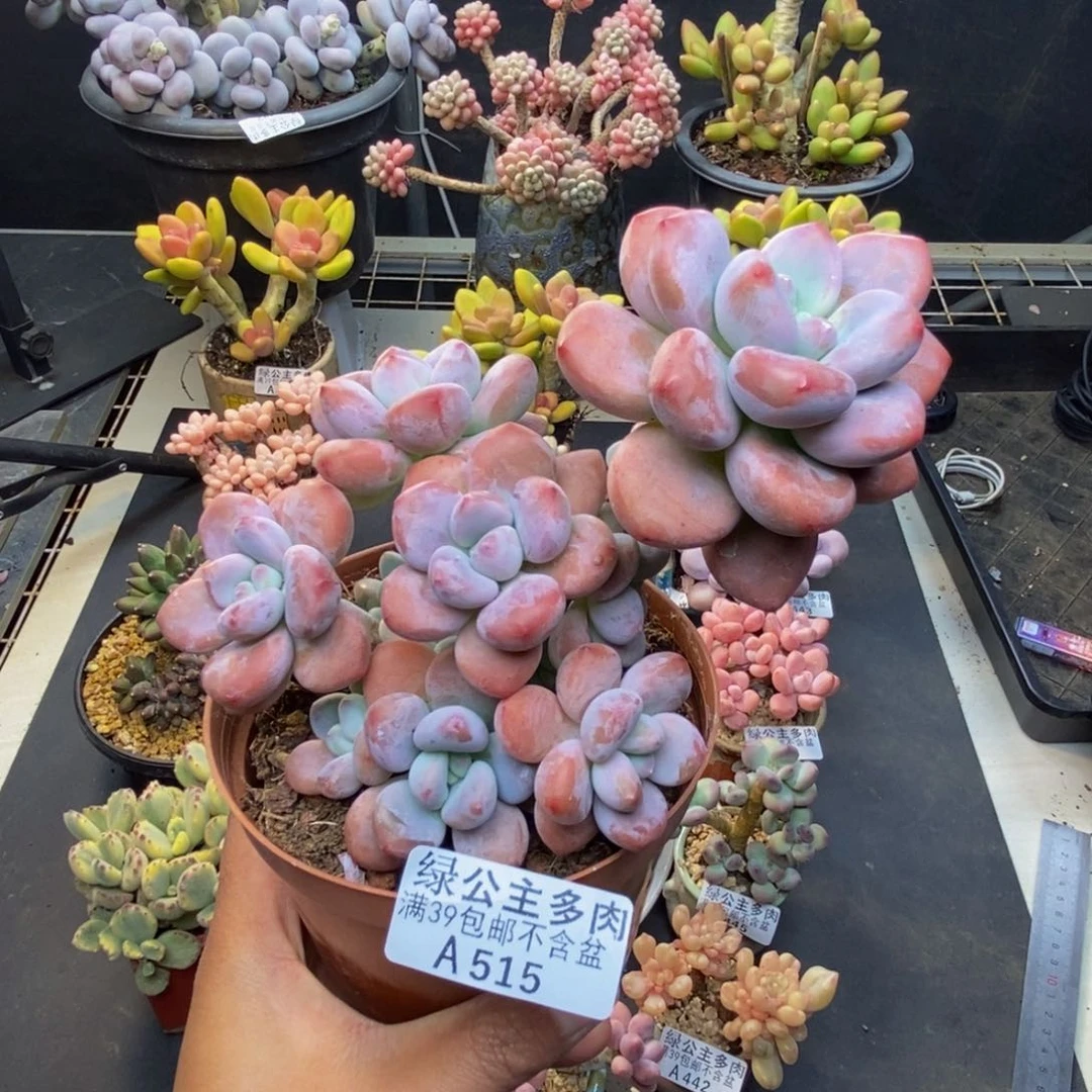 515樱花洛神多肉12c m