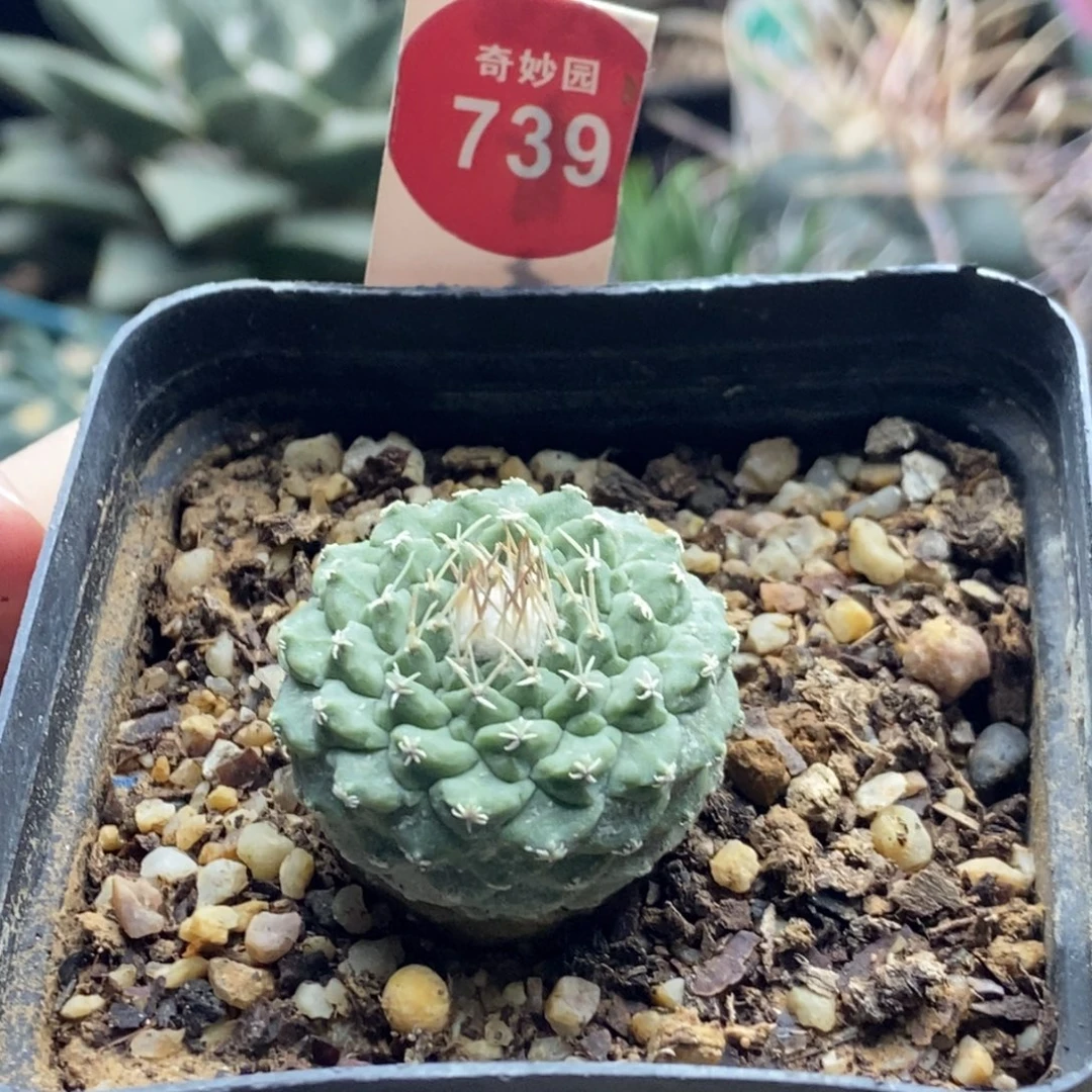 实生母本菊水2.9cm