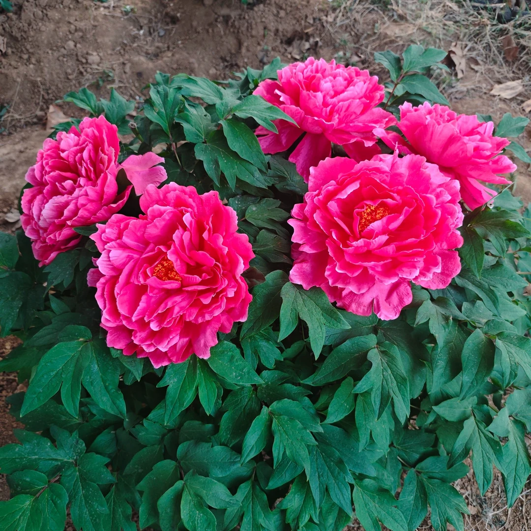 【幻彩牡丹】洋红色观赏牡丹 先发肥料，秋季发苗，洛阳基地直发