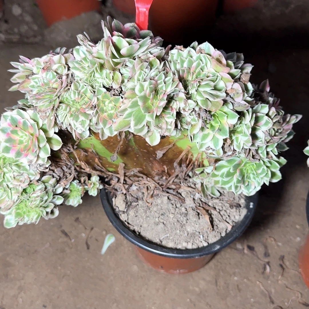 4+846倾城缀化多肉