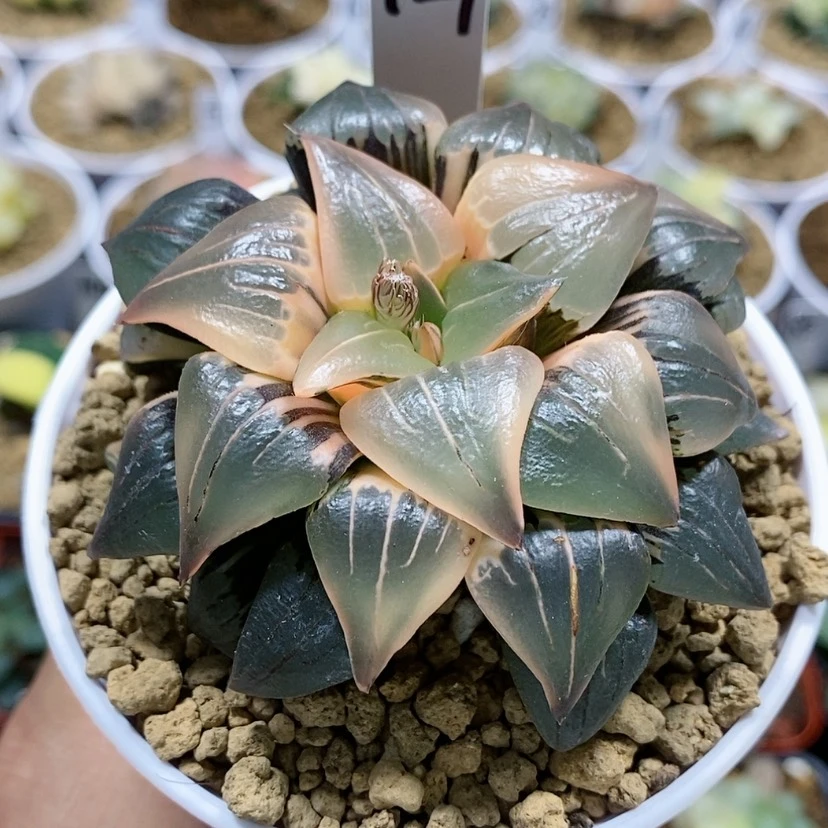 【闪购商品】127糊斑红纹
