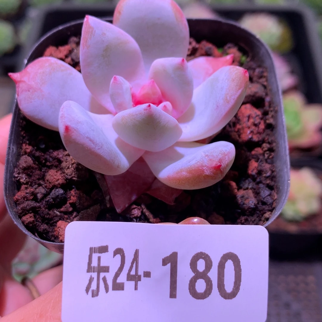 乐然24-180 嫦娥