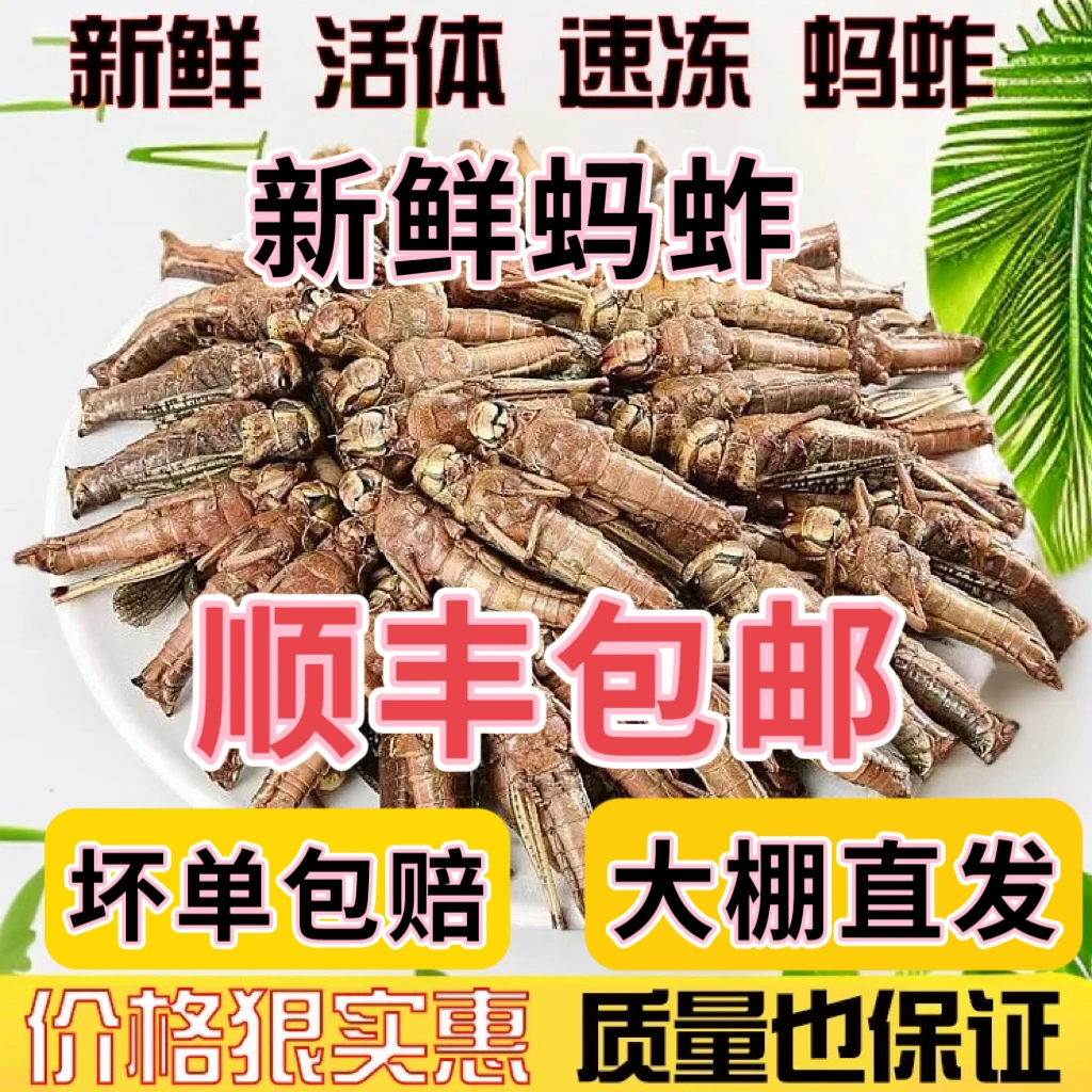 新鲜蚂蚱大号去翅纯母蝗虫食用昆虫蚱蜢速冻带籽混合去翅膀