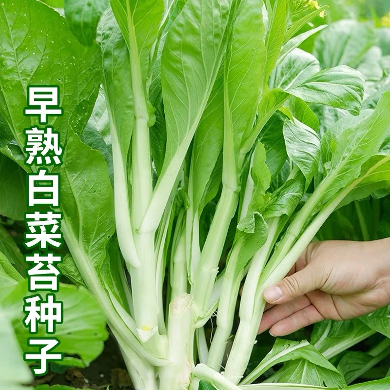 早熟甜脆白菜苔种子农家庭院大田侧芽多味甜软白菜心蔬菜种子四lz