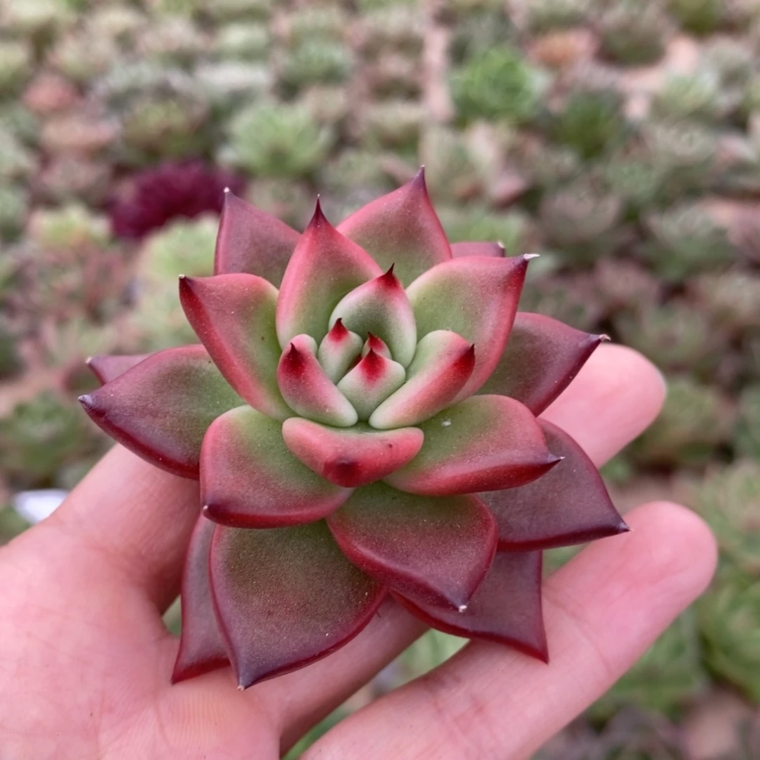 无花朵381 号东云系多肉