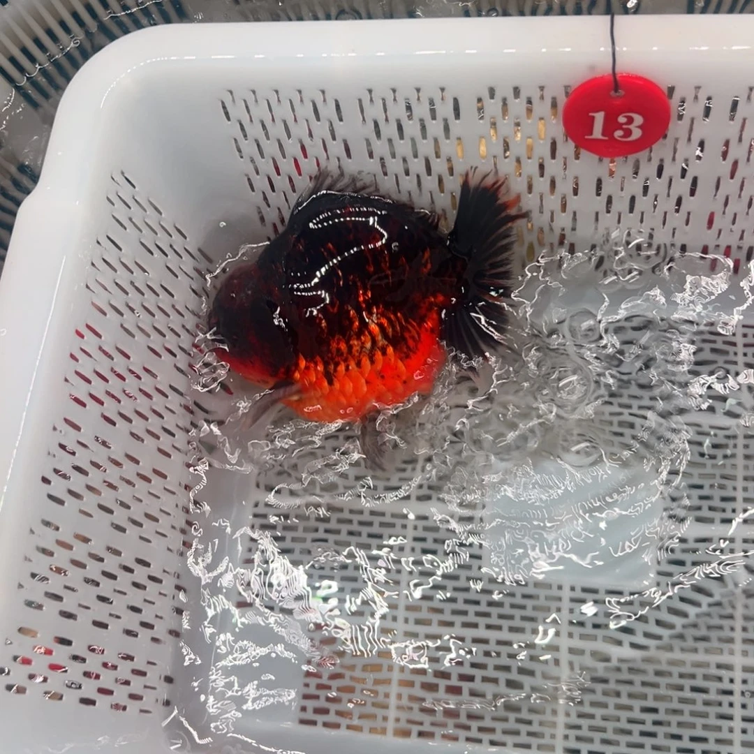 *****海水鱼你好意思的不给人家面子嘛