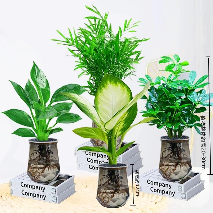 【买三送一】水培绿公主七叶莲椰子玛丽安25~30CM室内桌面植物盆景