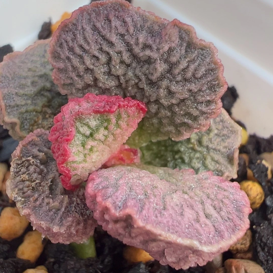 实生新品多肉植物水泡