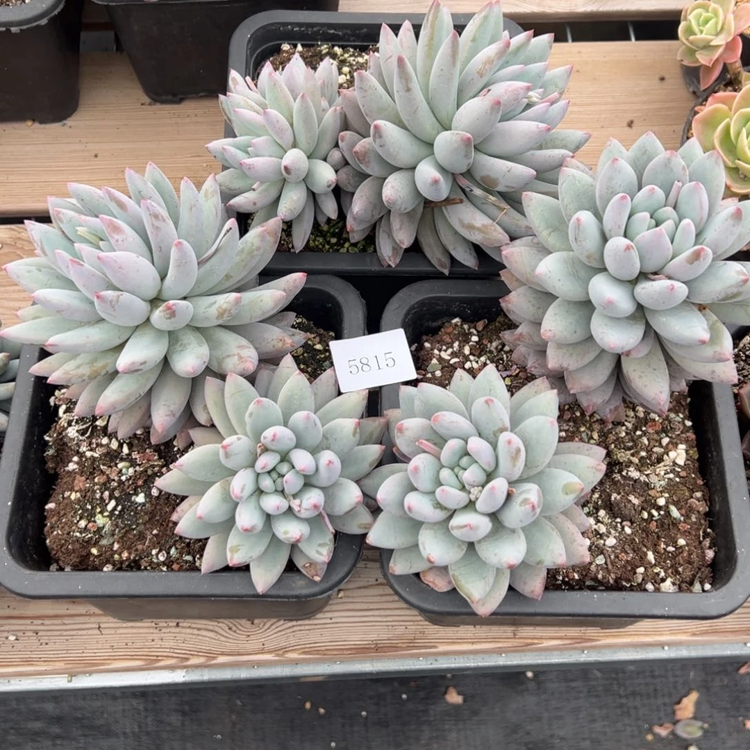 5815多肉多多发地方