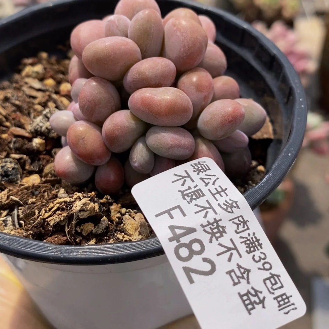 腰子桃蛋树482/6c m