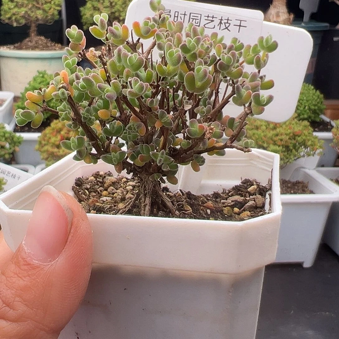 650号月曲老桩12.17多肉