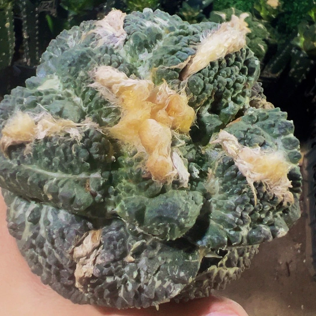 小***雄无花朵龟甲连山牡丹980