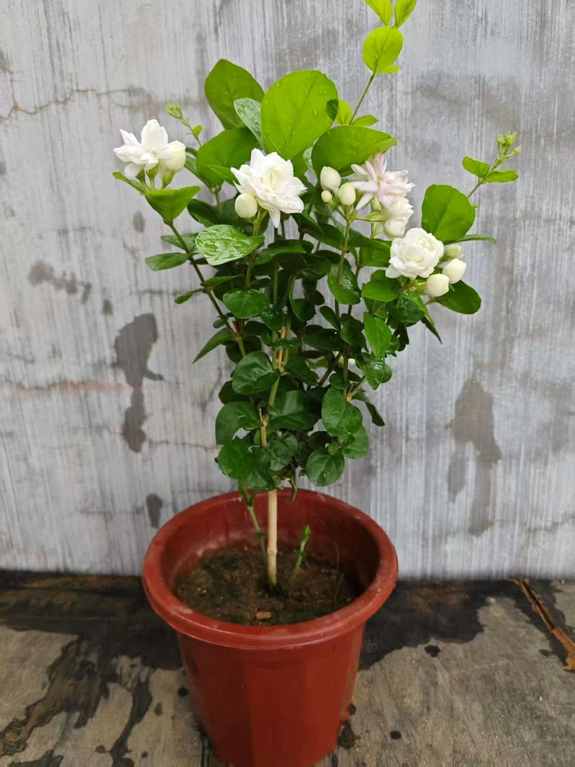 新款巴西菊花茉莉花盆栽带花苞四季开花好养活绿植