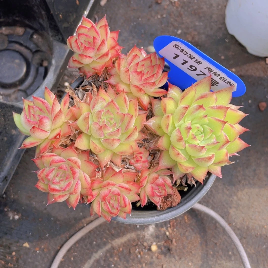 1197号边线女王大群生一个不包整