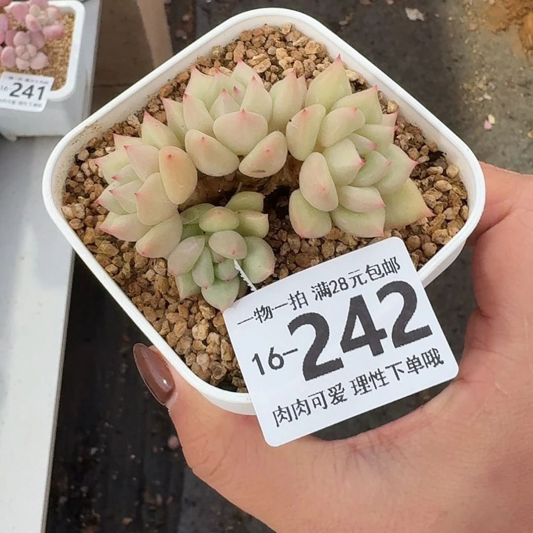 黄金象牙无盆土发货无