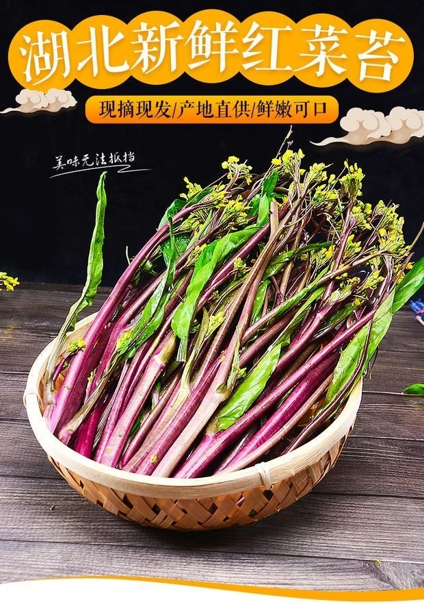 露天新鲜湖北菜苔自种紫菜苔农家打霜菜薹时令蔬菜红菜苔新鲜现摘
