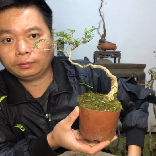 无花朵盆景盆栽植物（不包成活率）