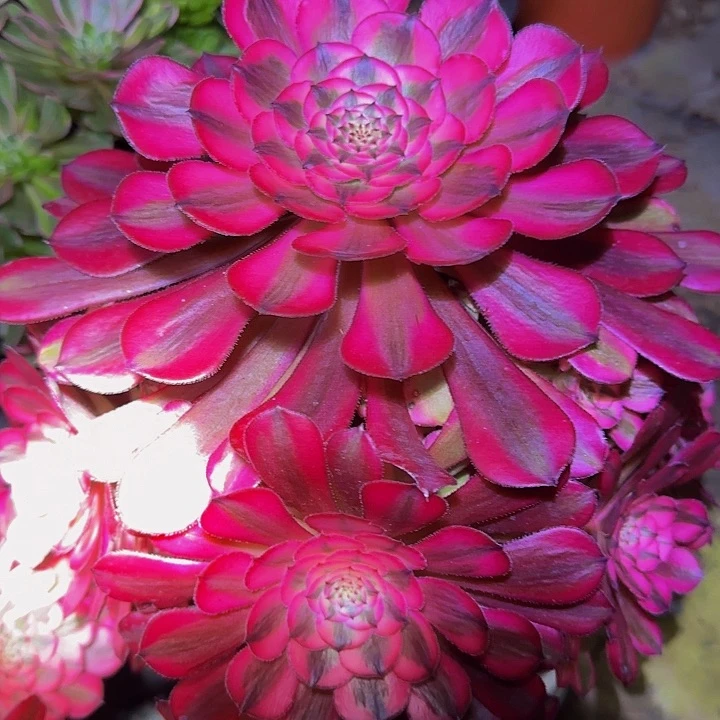 精品红铜壶超白锦老桩开播福利