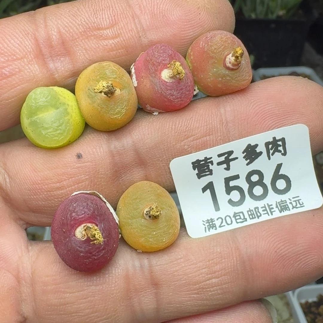 毛6颗。