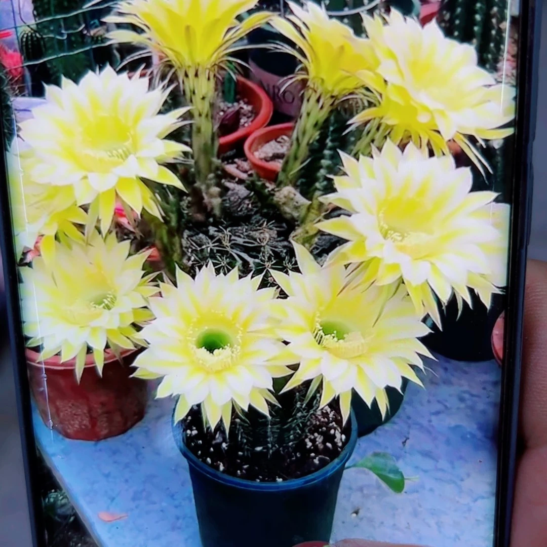 下59彩草一卡洛斯歪无根侧芽4公分左右20包邮