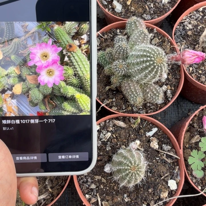 矮胖白檀1017群生279