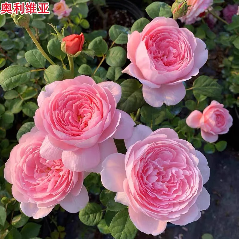 奥利维亚新品大花浓香奥斯丁花型