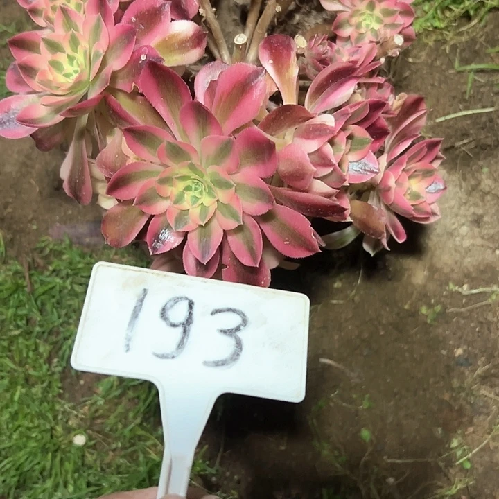 多肉植物粉女巫法师