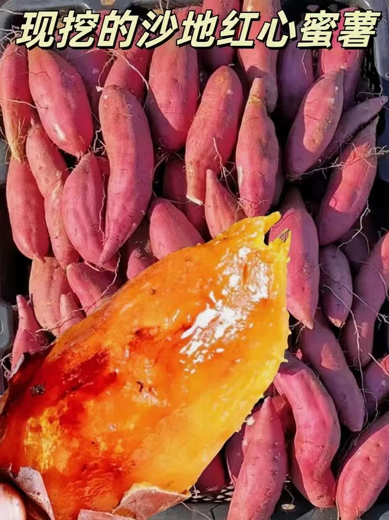 新疆米泉西瓜红-红蜜薯 软糯香甜 无筋无丝 适合蒸着吃 不泡水