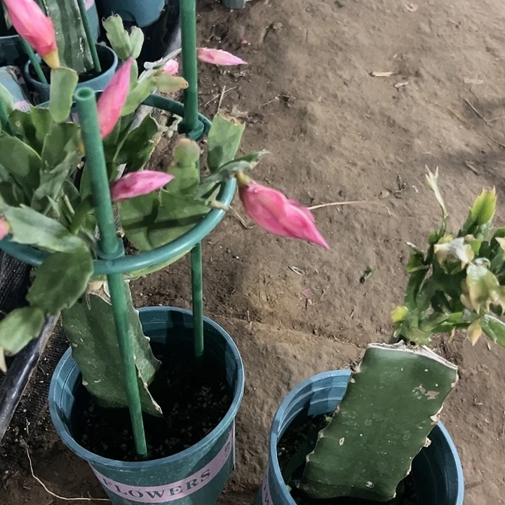 默***！58号026➕011两颗11111