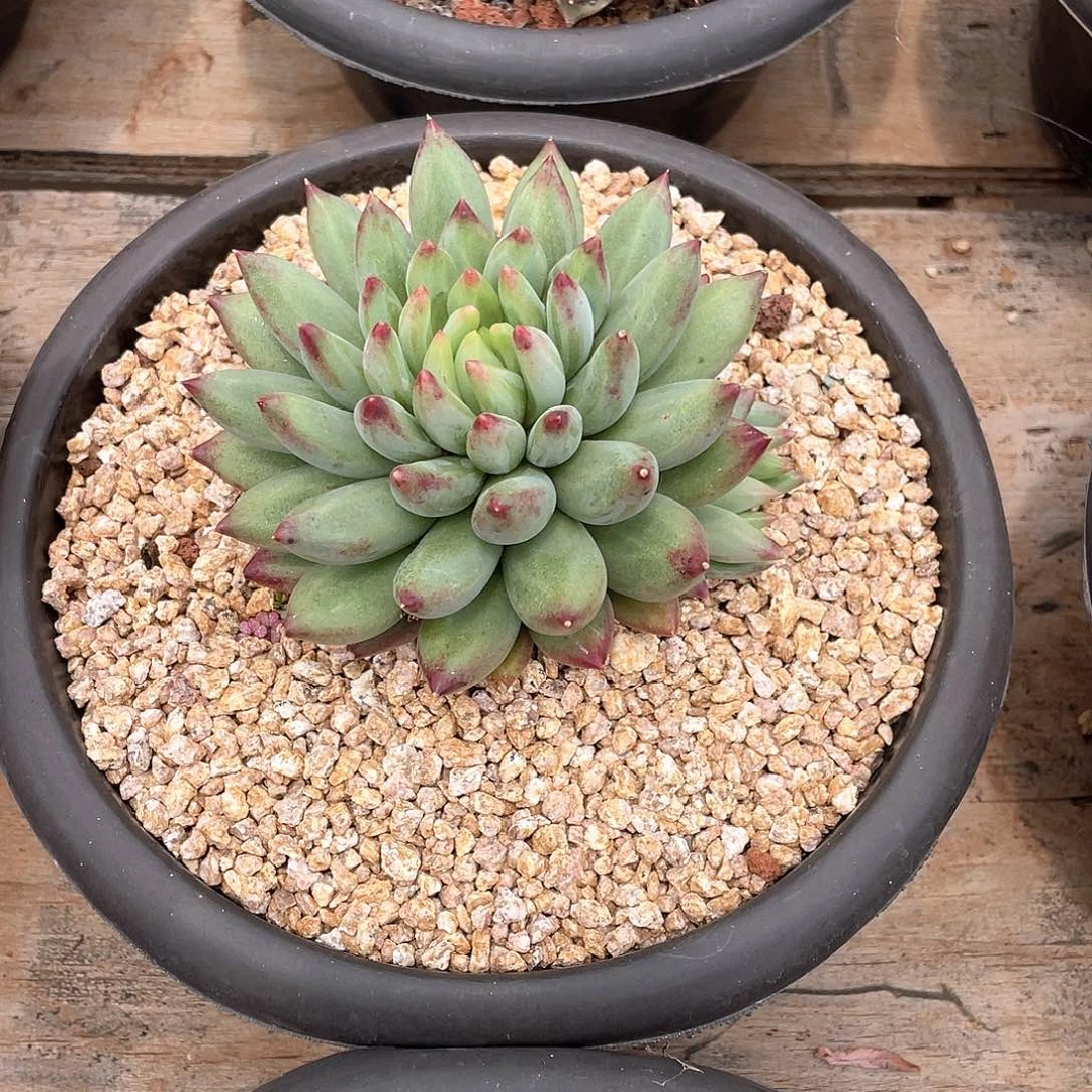 多肉植物一物一拍