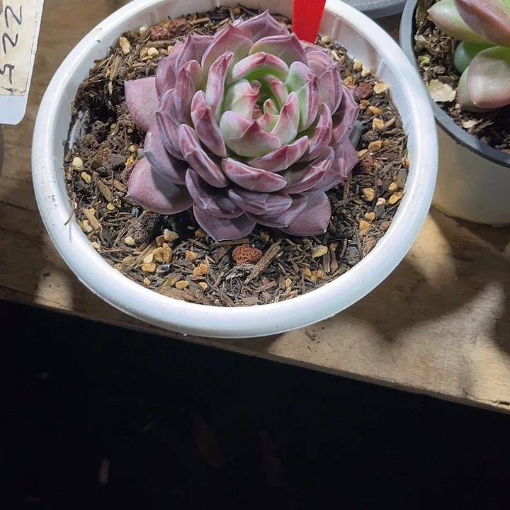 子***鱼000000000000000002122