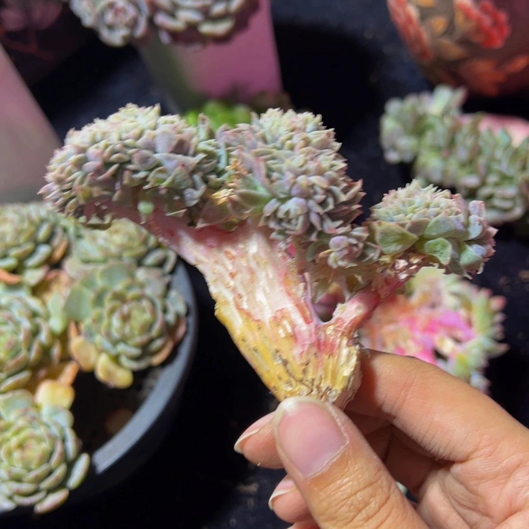 粉心冰魄缀微瑕天天开心