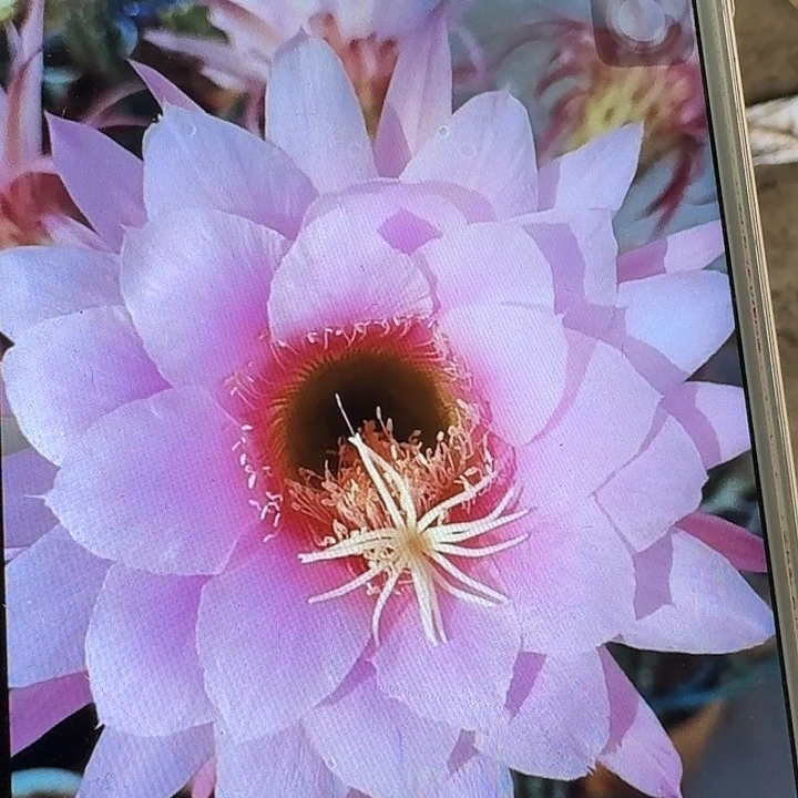 佛拉门戈侧芽5公分左右毛花柱