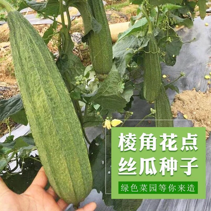 西藏新疆包邮大花点棱丝瓜种子无纤维春季四季阳台盆栽蔬菜种孑丝