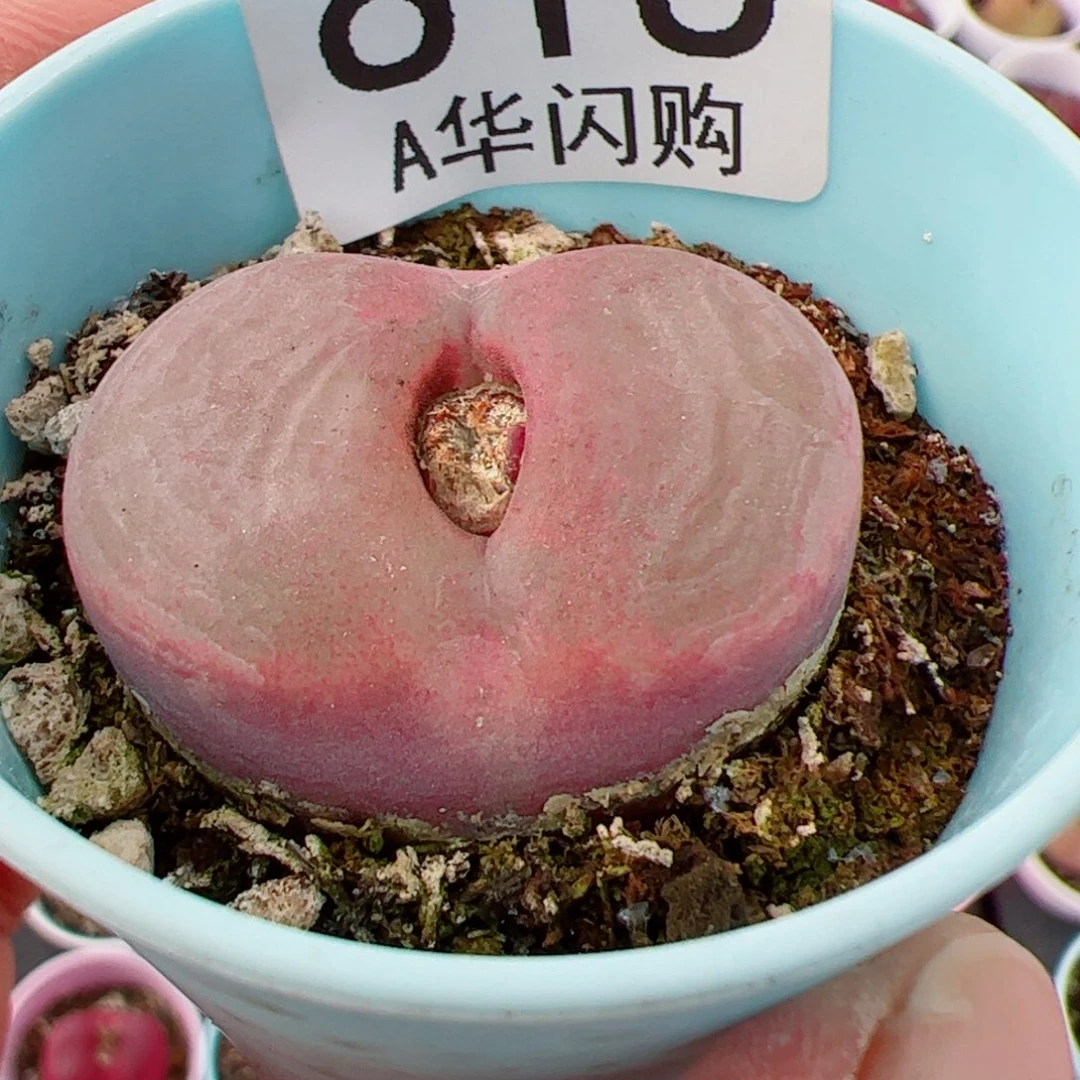 钮****花我很喜欢这个A818