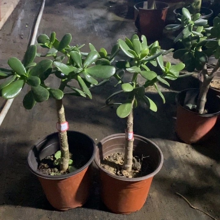 欲***杠韩国紫叶一物一拍2