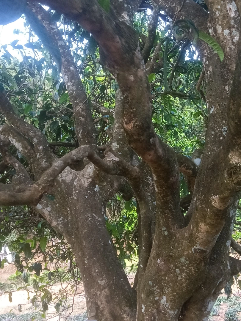 勐库各名山古树茶