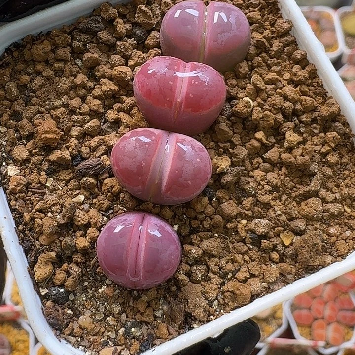 生石花23:：：。  336号
