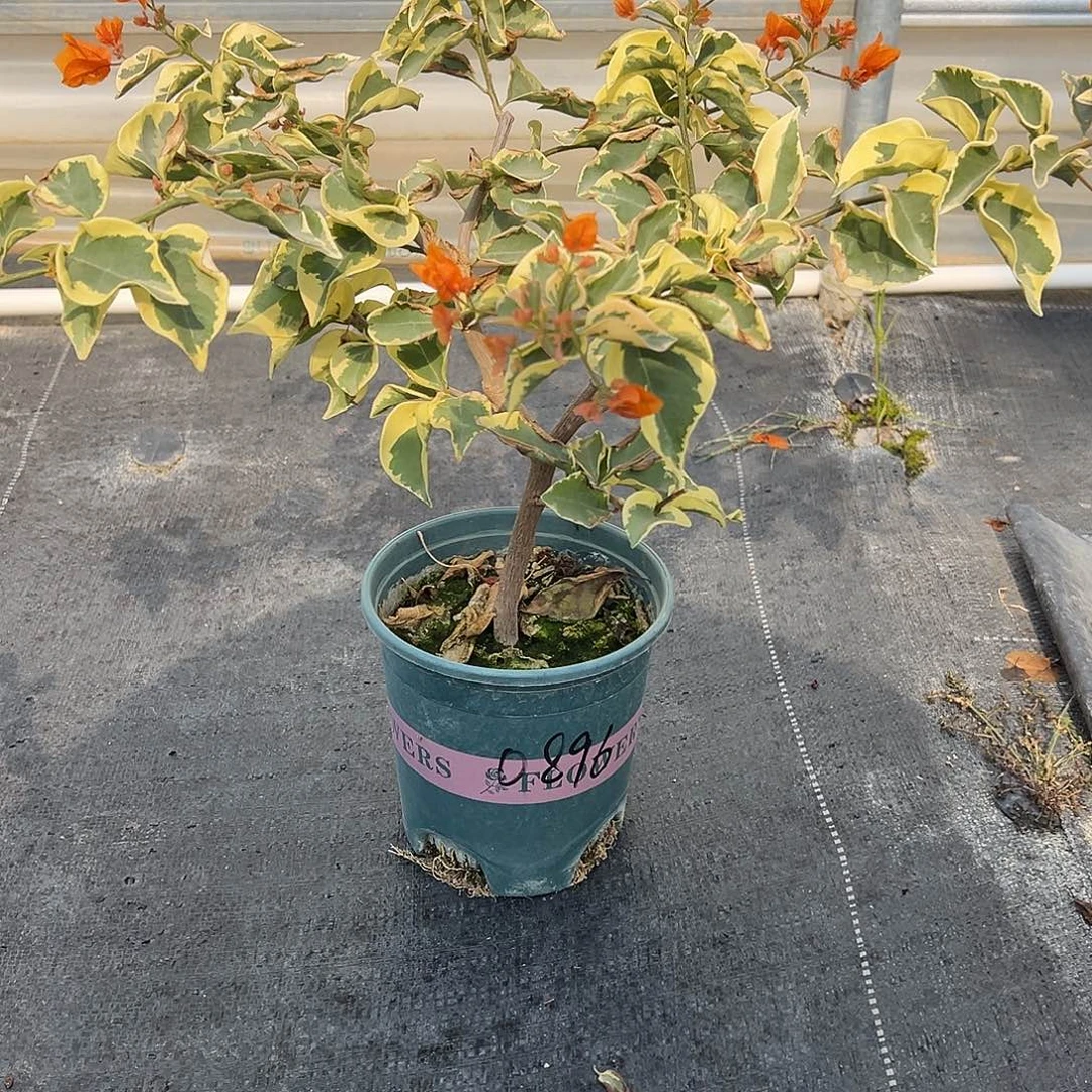 用***5完全开放金边黄 0896