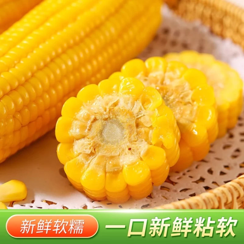 【可试吃两根】当代东北黄糯玉米真空包装黏玉米黄糯玉米整箱14根