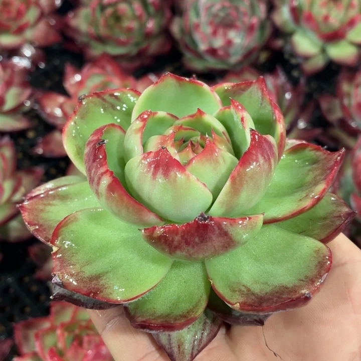 多肉植物惊鸿仙子
